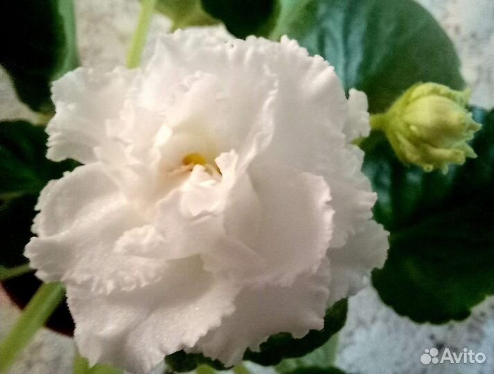 Детки сортовых фиалок