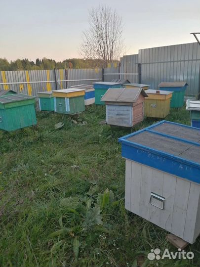 Улей с пчелами