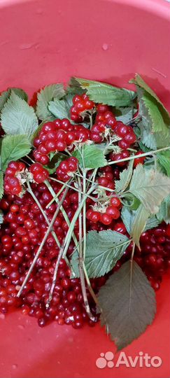 Ягода лесная