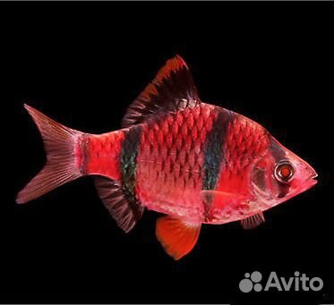 Для аквариума: рыбки, улитки, креветки, растения