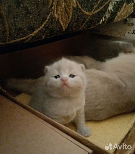 Шотландские котята