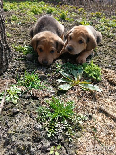 Щенки гончие