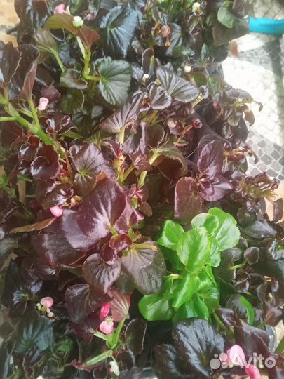 Бегония вечноцветущая махровая