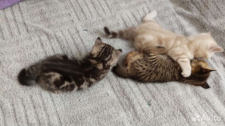Британские котята