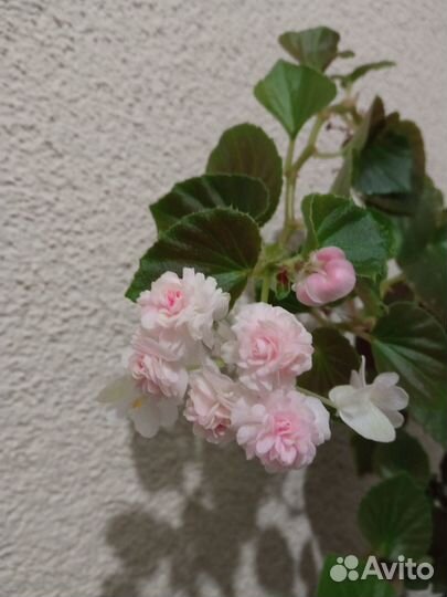 Цветы(бегония махровая,калатея,зефирантес) )