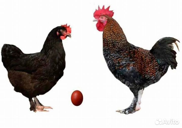 Доминанты цыплята- курочки с цветным яйцом