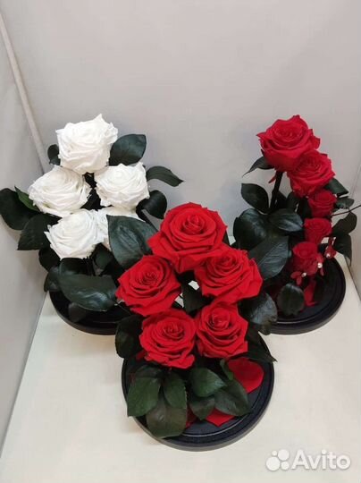 Розы оптом