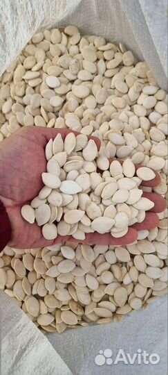 Семечки тыквы