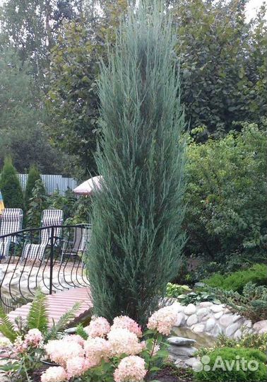 Можжевельники вертикальные, скальные