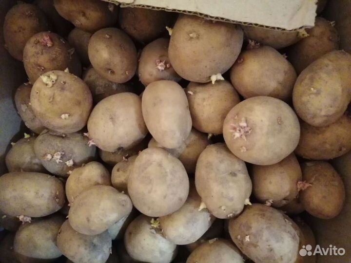 Семенной картофель. Картофель на посадку