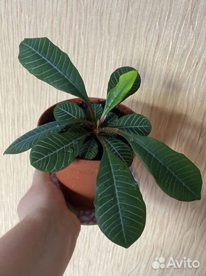 Молочай (цветок в горшке)