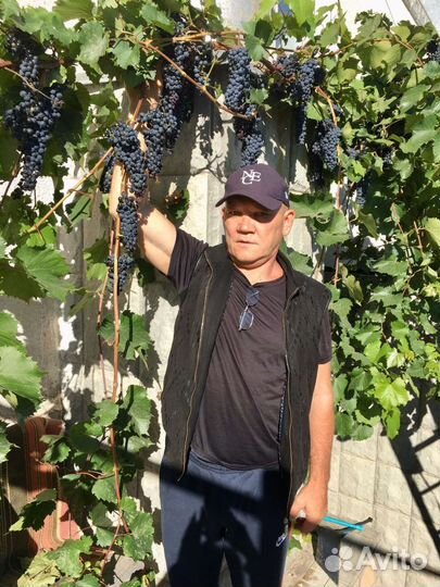 Саженцы винного винограда маркетт