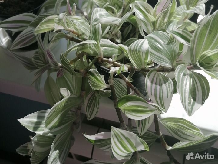 Традесканция