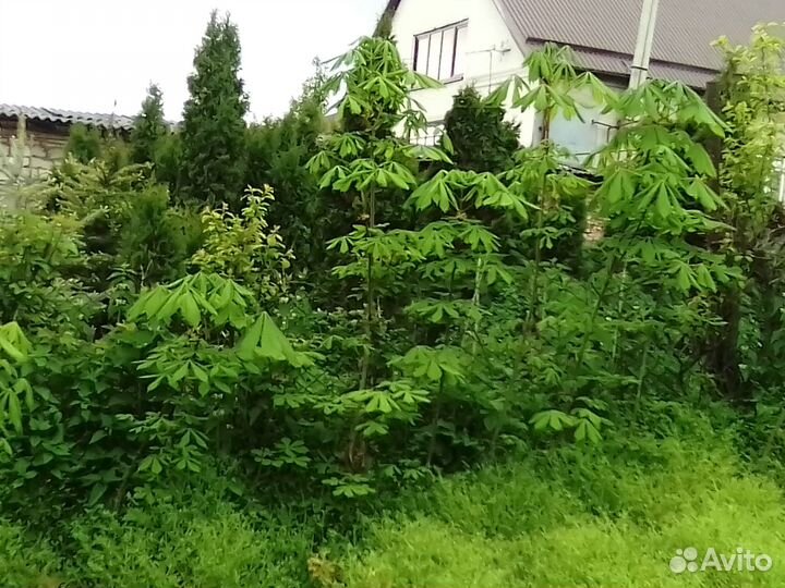 Деревья,Каштан конский