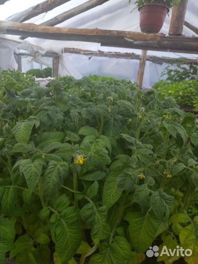 Рассада овощей и цветов