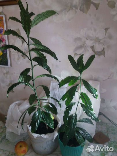 Клеродендрум