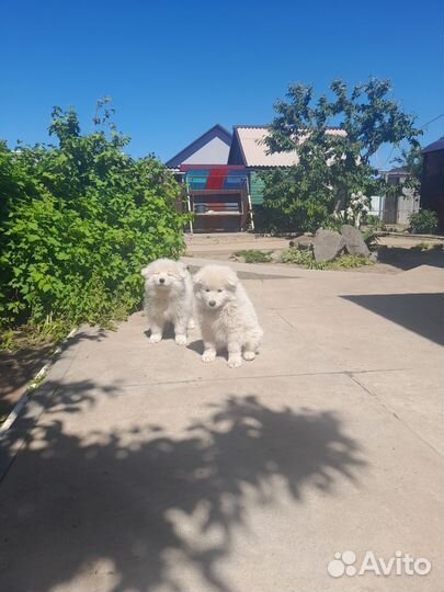 Щенки самоеда