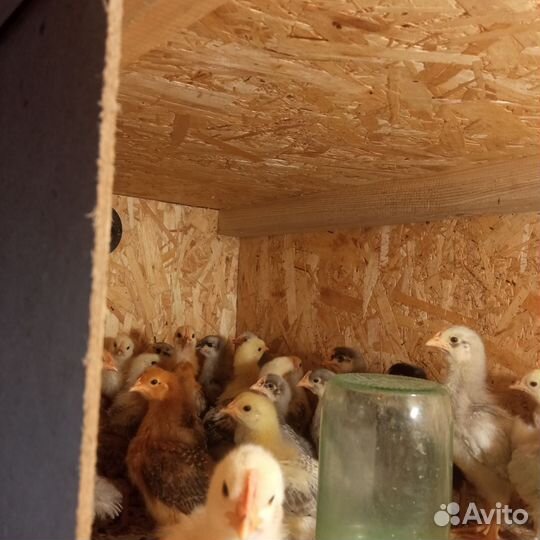 Цыплята Фокси чик, доминант несушка, утка Агидель