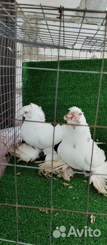 Продам голубей узбеков