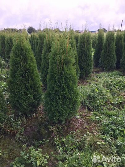 Туя, ель Голубая