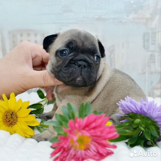 Французский бульдог щенки РКФ