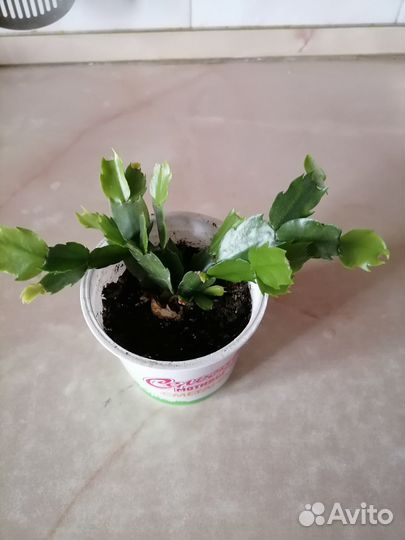 Комнатные цветы