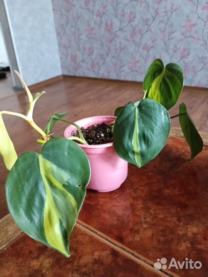 Филодендрон