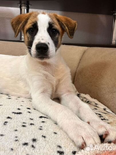 Собака в добрые руки отдам бесплатно