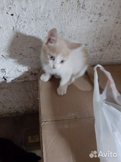 Мальчик 2 месяца