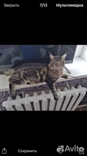 Котята мейн-кун