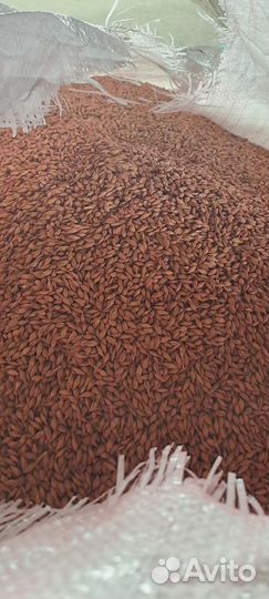 Семена ячмень яровой эс