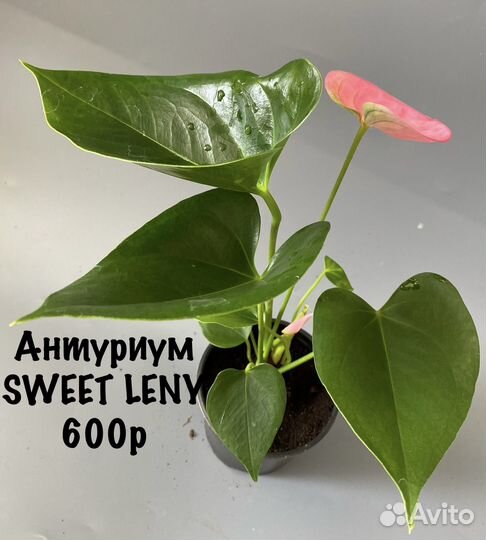 Антуриум sweet leny