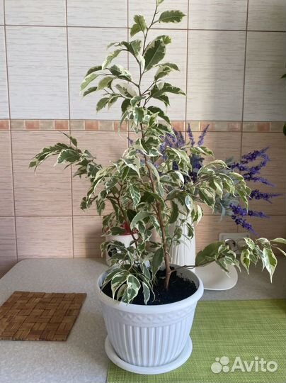 Фикус бенджамина