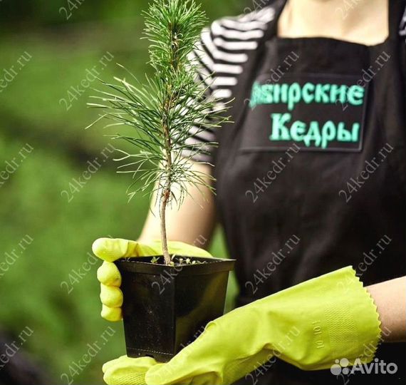 Сибирский кедр. Саженцы
