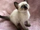 Тайские (сиамские) котята объявление продам