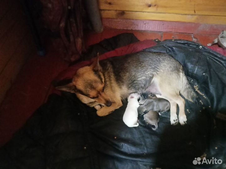 Отдам в добрые руки