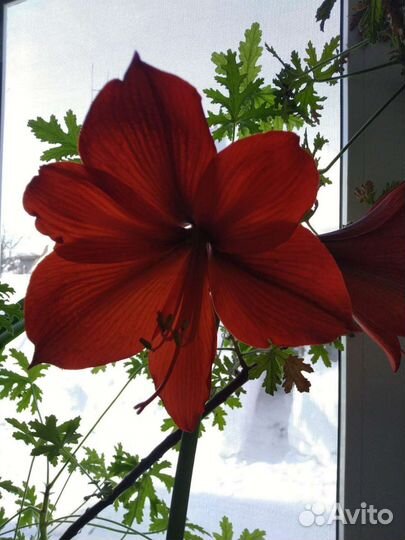 Гиппиаструм