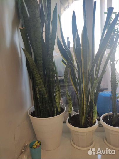 Комнатные растения