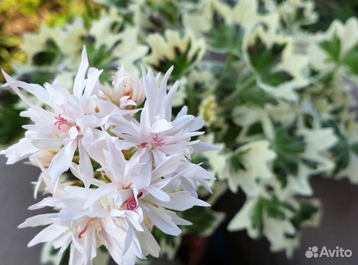 Пеларгония