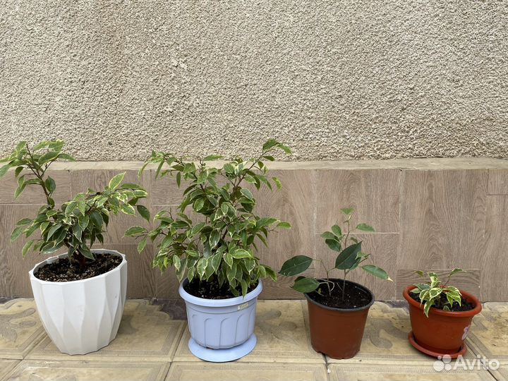 Фикус Бенжамина