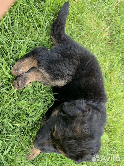 Щенки метисы от мамы немецкой овчарки