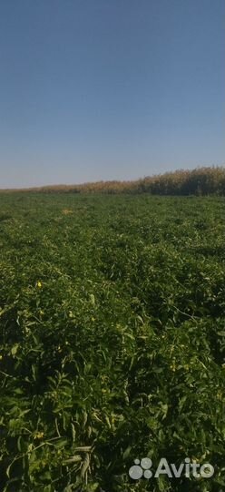 Томаты помидоры