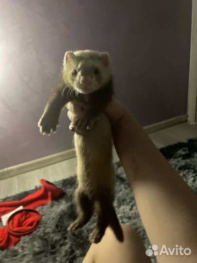 Хорек мальчик