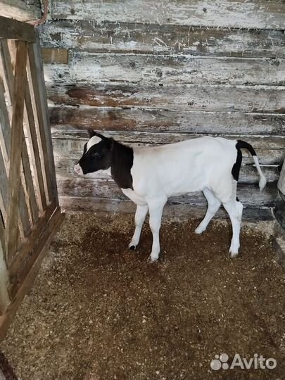 Телки голштины