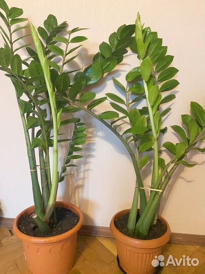 Замиокулькас