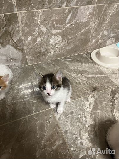 Котята