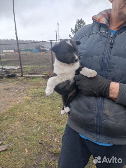 Щенки Лайки