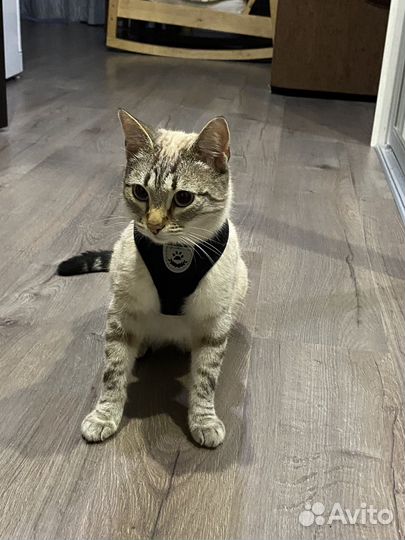 Сиамский кот