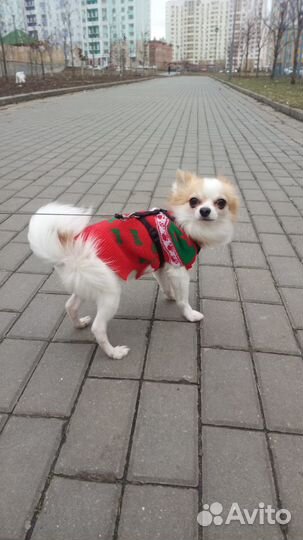 Чихуахуа вязка