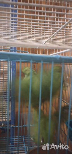 Попугай ожереловые